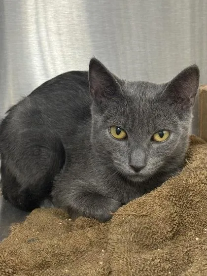 A baby medium-sized female Domestic Short Hair cat named Shakira for adoption in West Chester, PA
