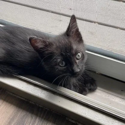A baby small-sized female Domestic Short Hair cat named Dora for adoption in Wheaton, IL