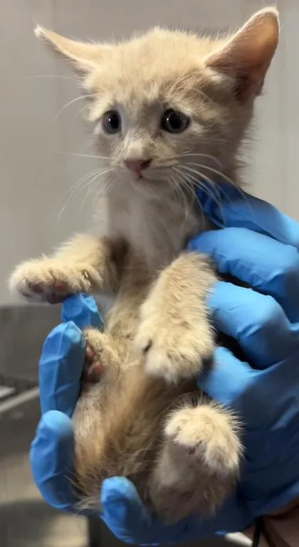 A baby small-sized male Cream / Ivory Domestic Short Hair cat named 61613759 for adoption in El Paso, TX