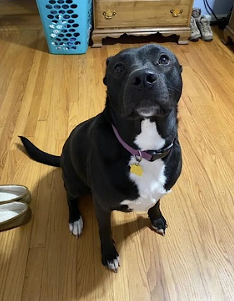 Zena