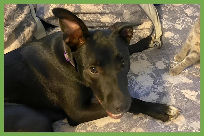 Zena thumbnail 5