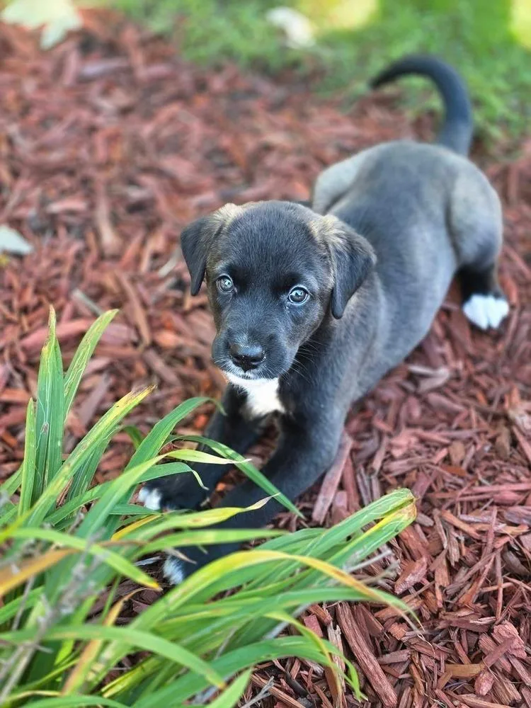 A baby medium-sized female Mixed Breed dog named Kiwi for adoption in Dorr, MI