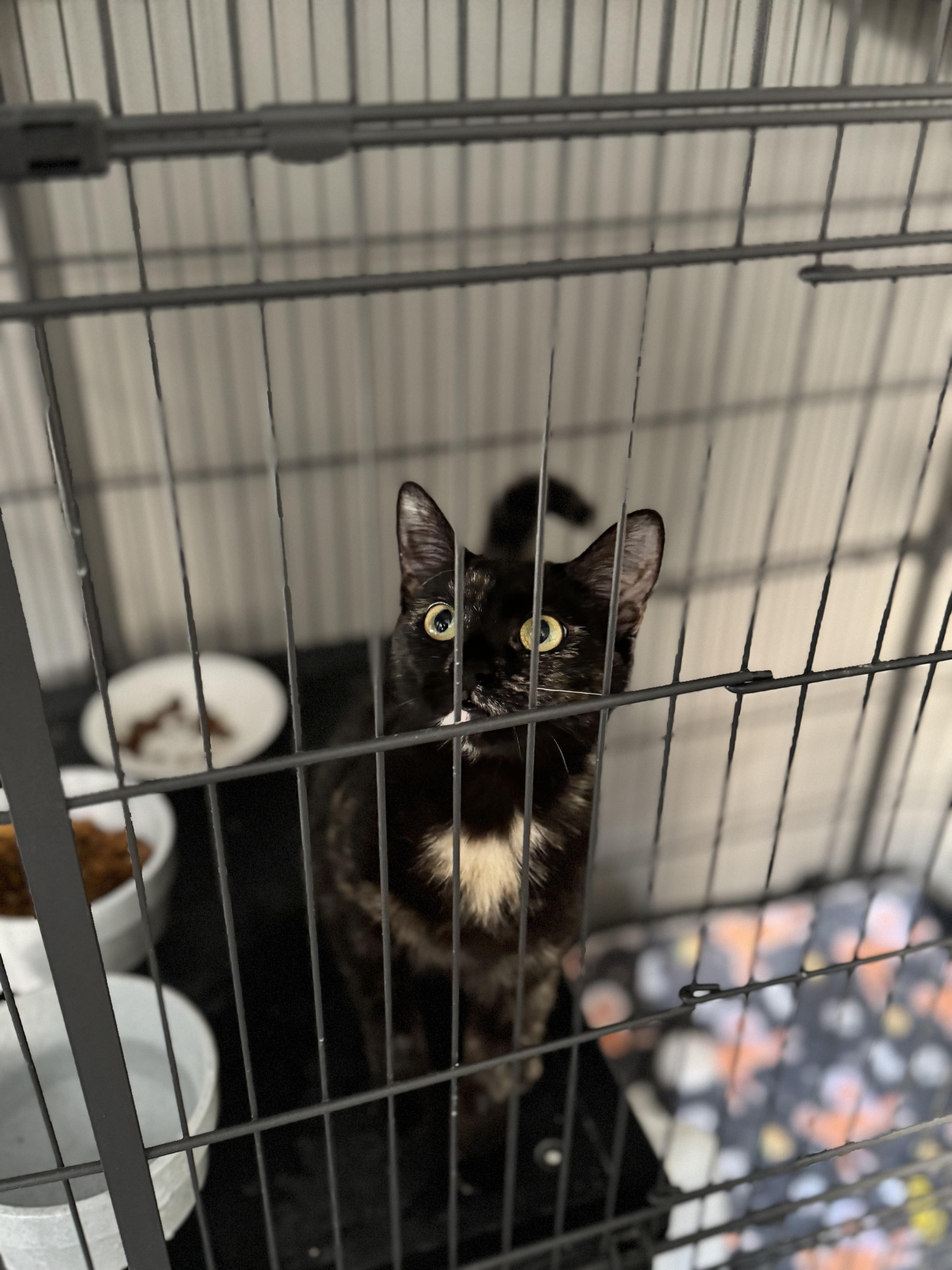 A young medium-sized female Tortoiseshell Domestic Short Hair cat named Tort for adoption in Tyrone, PA