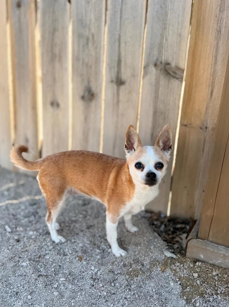 An adult small-sized female Chihuahua dog named Bea for adoption in Muskegon, MI