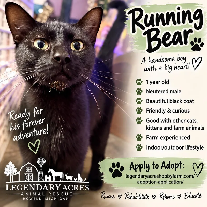 Running Bear