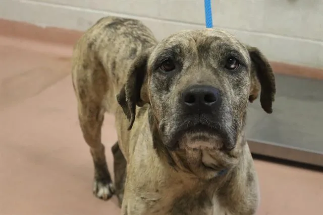 A young large-sized female Mixed Breed dog named Halsey for adoption in Columbia, SC