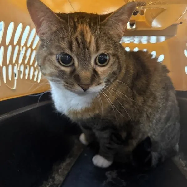 A senior medium-sized female Domestic Short Hair cat named Lilly Bonded Buddy for adoption in Des Moines, IA