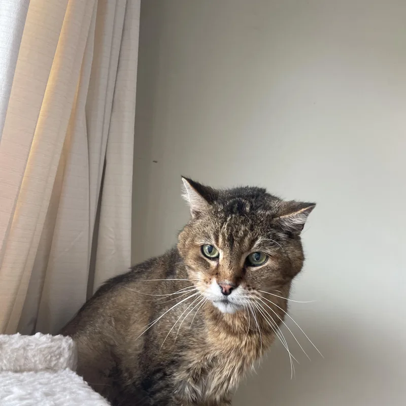 A senior medium-sized male Tabby (Buff / Tan / Fawn) Domestic Short Hair cat named Timmy for adoption in Gladstone, MO