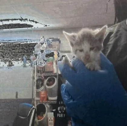 A baby small-sized female Domestic Short Hair cat named Piper for adoption in Daytona Beach, FL