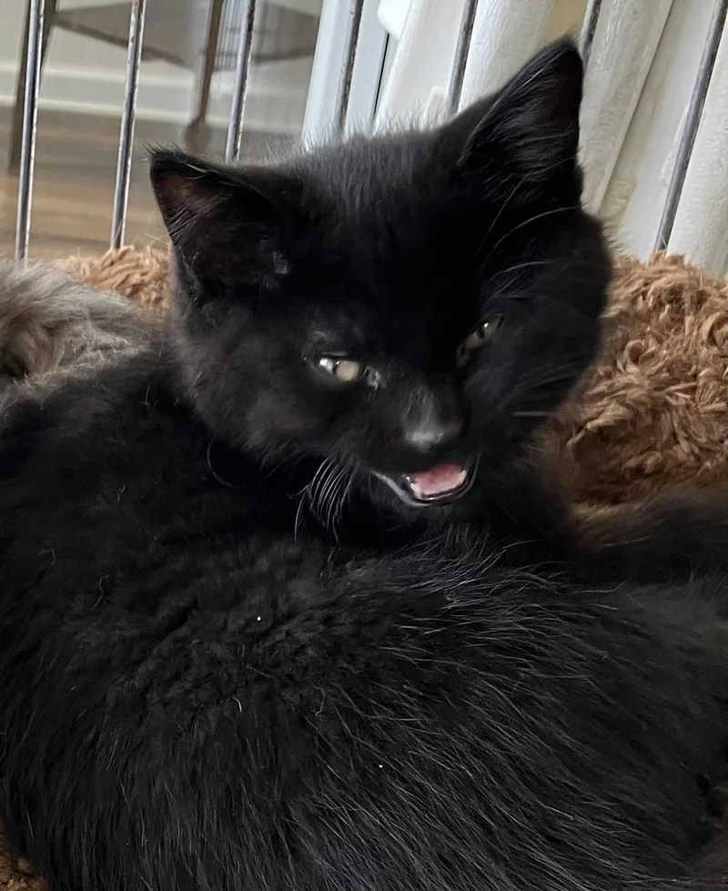 A baby medium-sized male Black Domestic Medium Hair cat named Void for adoption in Parma, OH