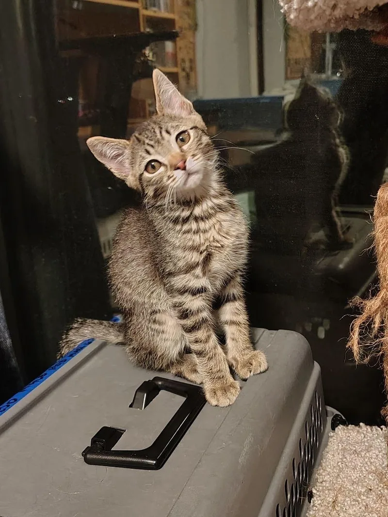 A baby medium-sized male Tabby (Buff / Tan / Fawn) Tabby cat named Chorizo for adoption in Oakley, CA