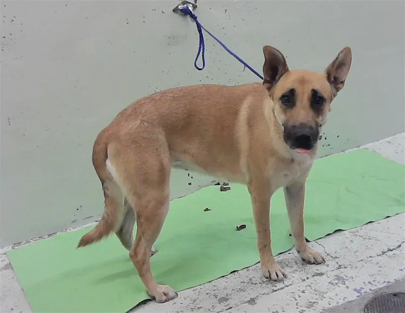 A young large-sized female German Shepherd Dog dog named Frida for adoption in Houston, TX