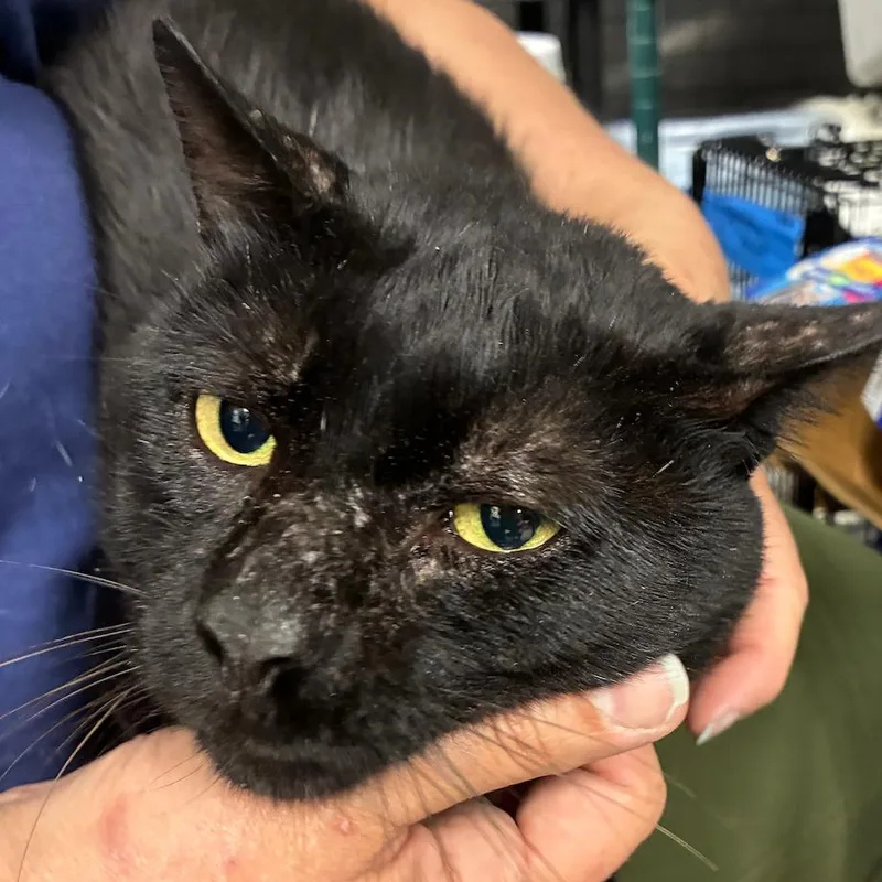 An adult medium-sized male Black Domestic Short Hair cat named Sprite for adoption in Brooklyn, NY