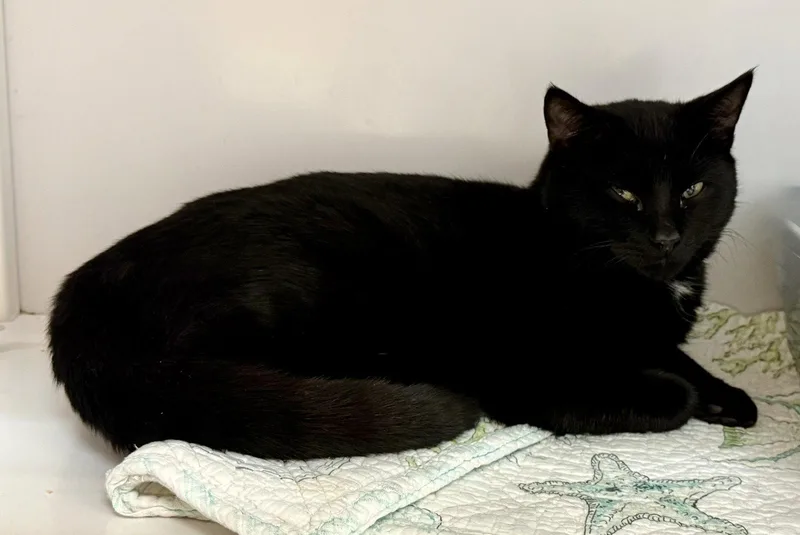 A young medium-sized male Domestic Short Hair cat named Kuro for adoption in Alexandria, VA