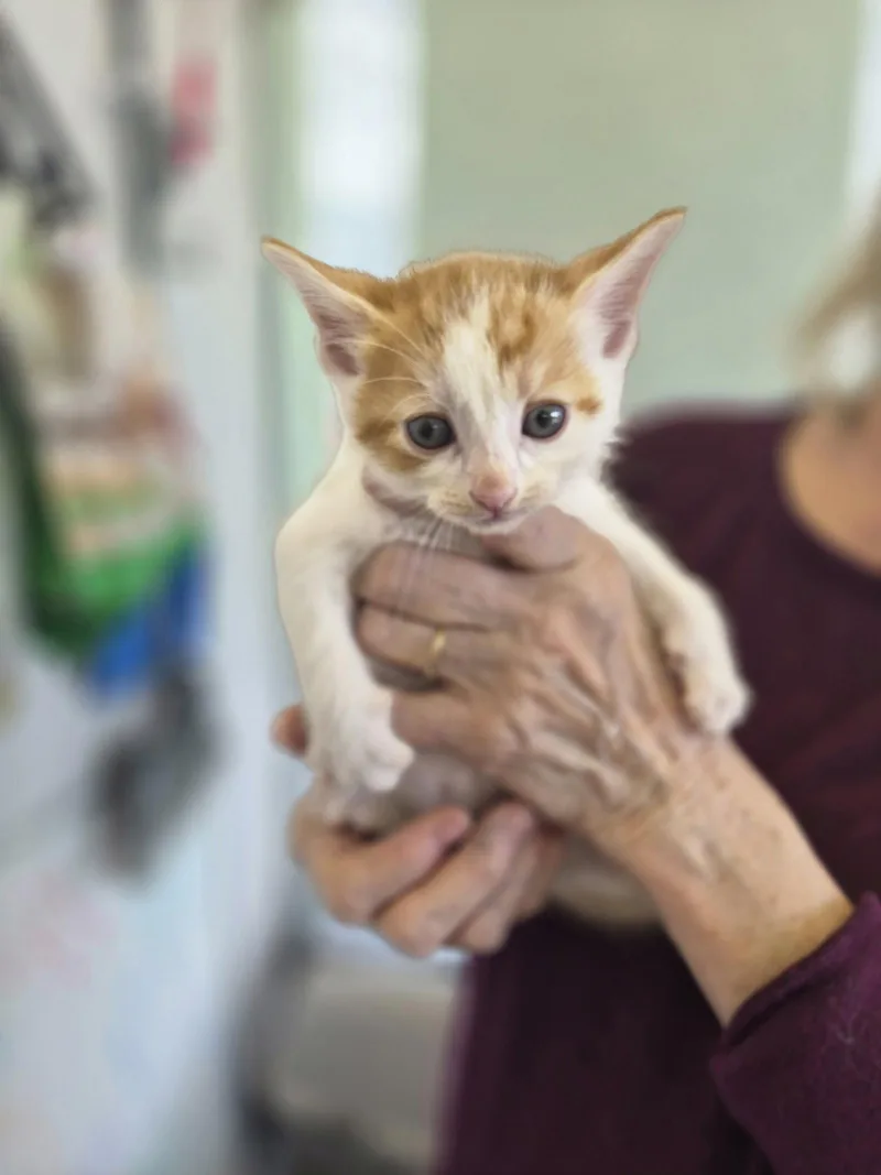 A baby small-sized male Orange & White Domestic Short Hair cat named C Litter Fergus for adoption in Livonia, MI
