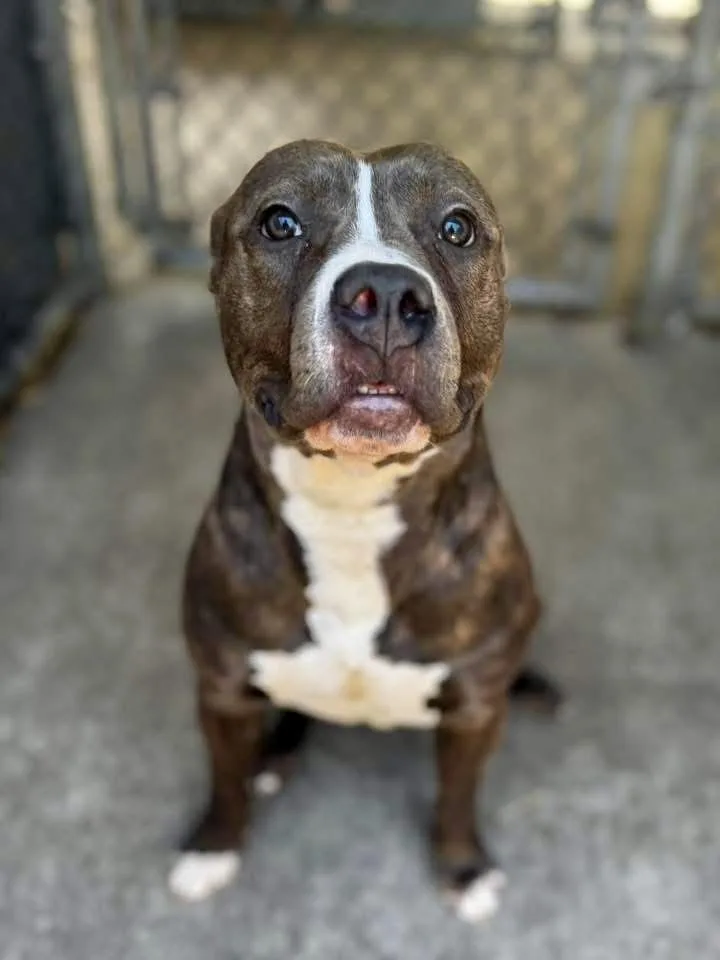 An adult medium-sized female Brindle Pit Bull Terrier dog named Salome for adoption in Chicago, IL