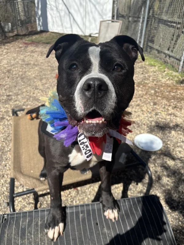 An adult medium-sized female American Bully dog named Queen for adoption in Tinton Falls, NJ