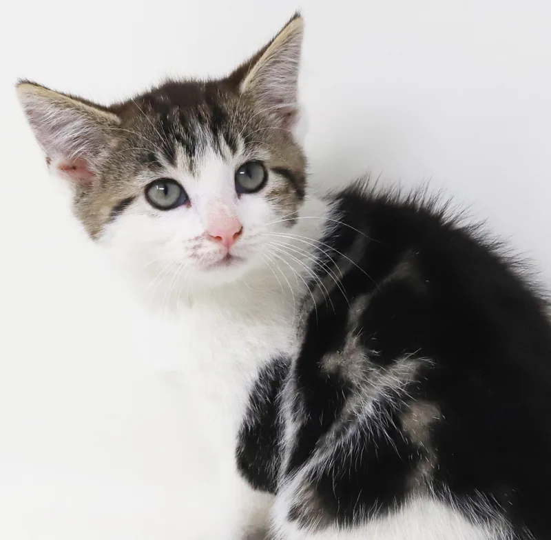 A baby small-sized female Tabby (Brown / Chocolate) Turkish Van cat named Roni is RIDICULOUSLY SWEET for adoption in Bedford Hills, NY