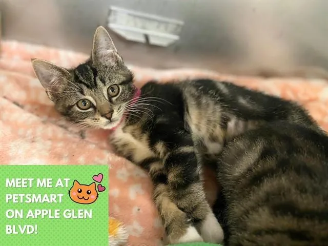 A baby small-sized female Domestic Short Hair cat named Miss Mac for adoption in Fort Wayne, IN