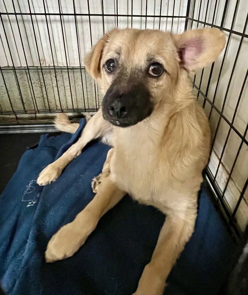 A young small-sized male Yellow / Tan / Blond / Fawn Mixed Breed dog named Victor for adoption in Lacon, IL