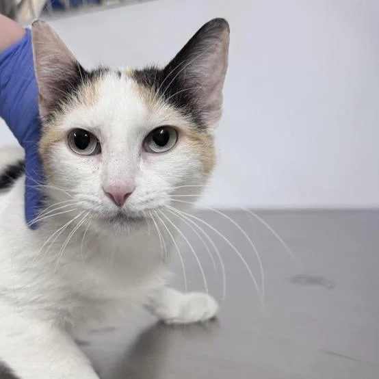 An adult medium-sized female Calico Domestic Short Hair cat named Madison for adoption in New York, NY