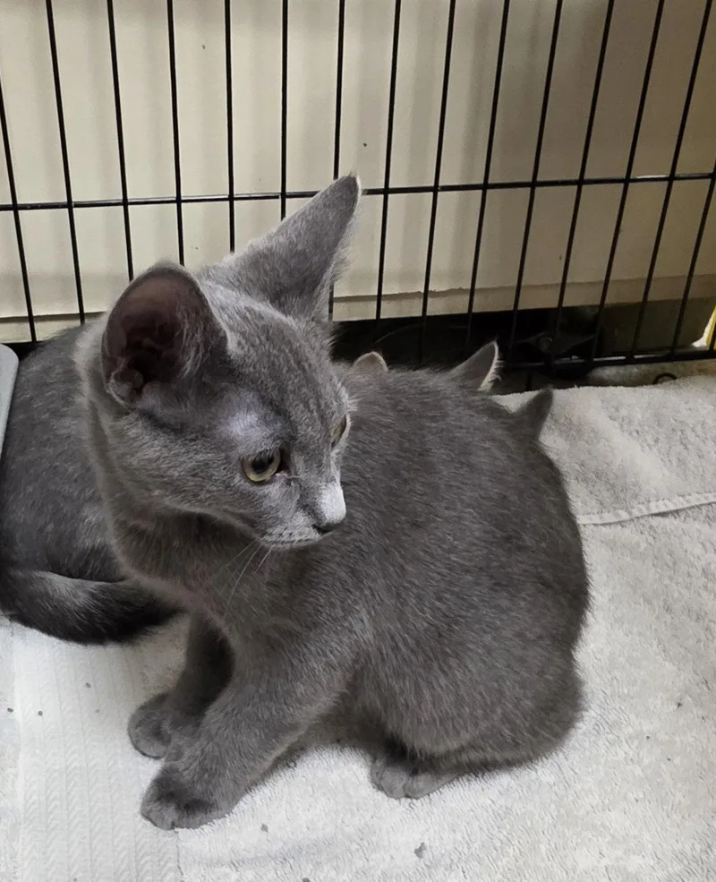 A baby medium-sized female Gray / Blue / Silver Domestic Short Hair cat named Stormy for adoption in Lancaster, PA