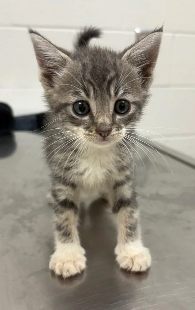 A baby medium-sized male Domestic Short Hair cat named Nugget for adoption in Greeneville, TN