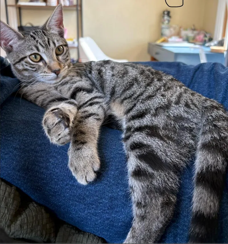 A baby medium-sized female Domestic Short Hair cat named Clove for adoption in Napa, CA
