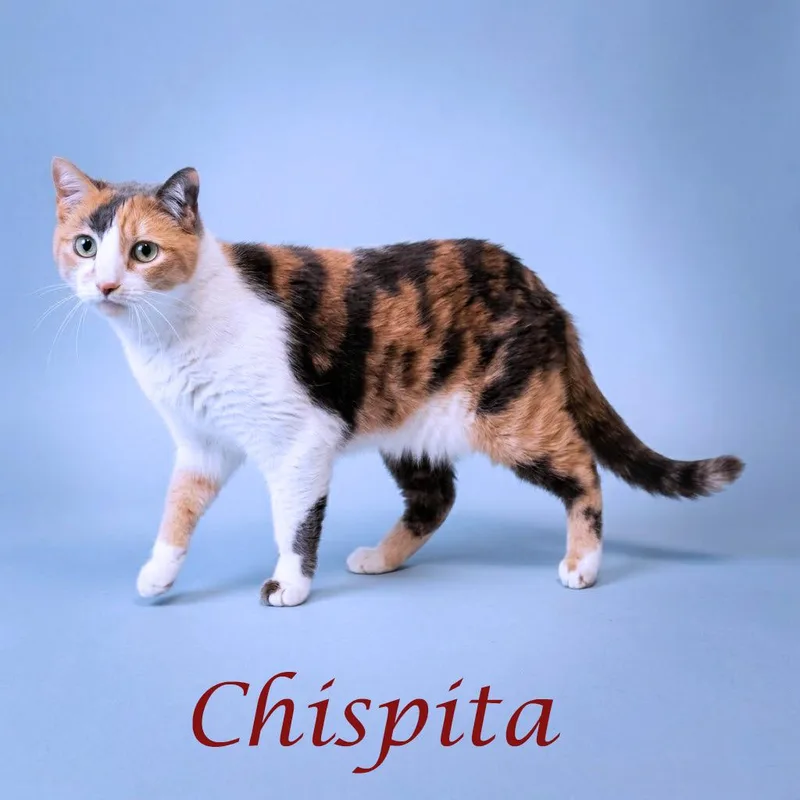 Chispita C