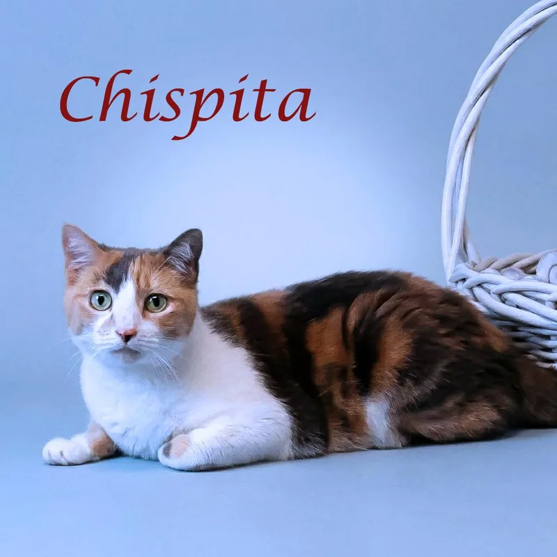 Chispita C thumbnail 2