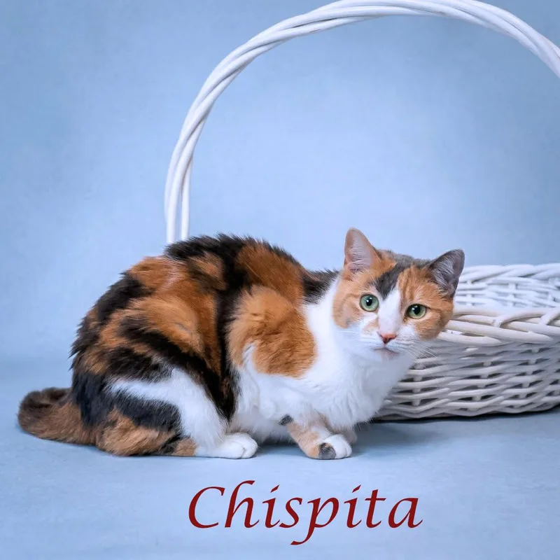 Chispita C thumbnail 3