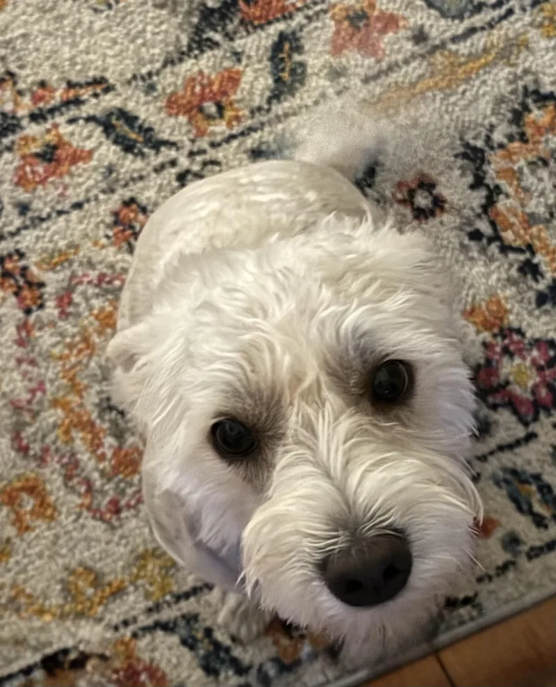 A young small-sized male White / Cream Poodle dog named Kisses for adoption in Cypress, TX