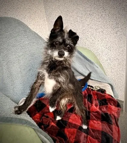 An adult small-sized male Terrier dog named Oreo for adoption in Roseville, CA