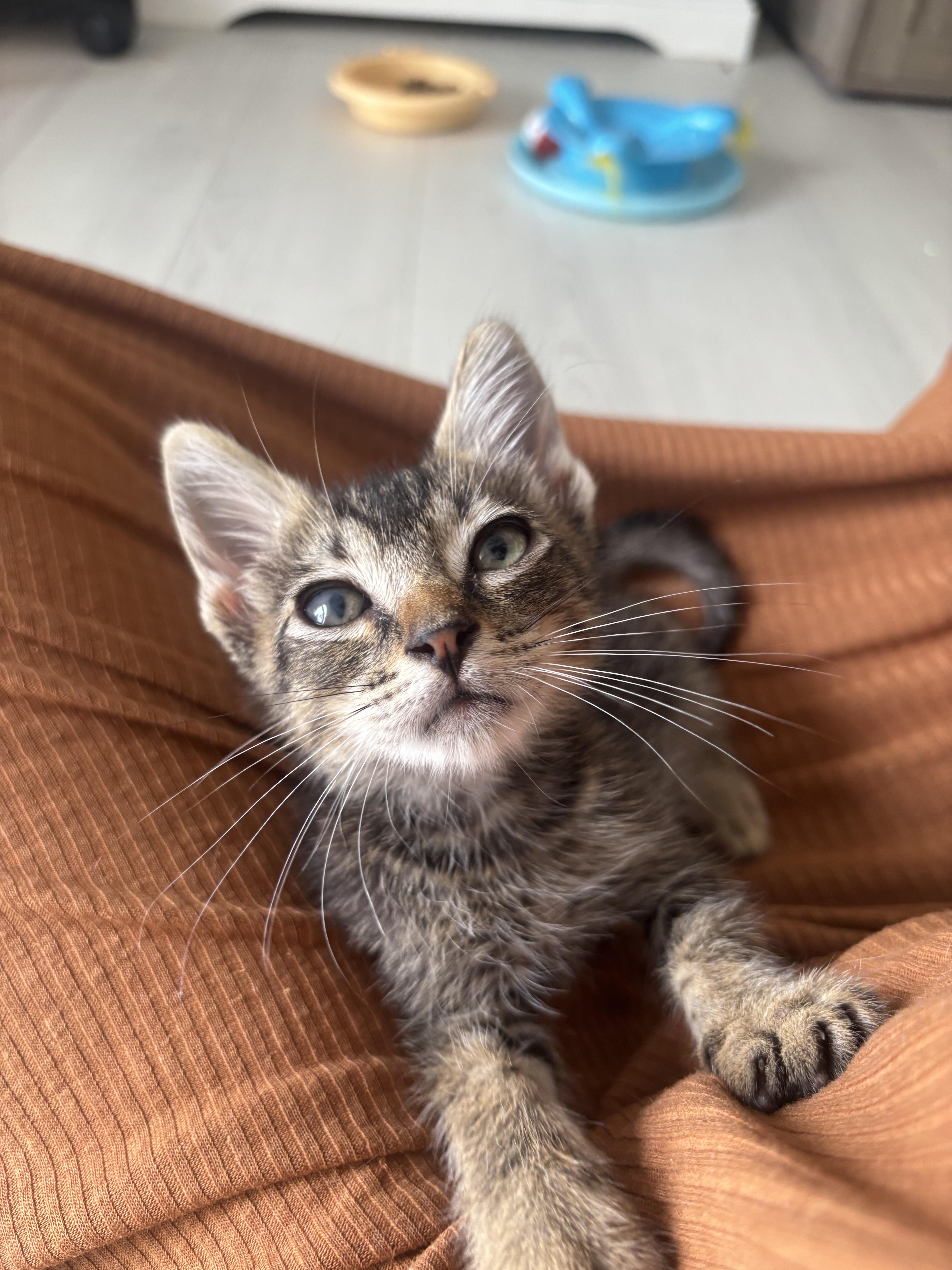 A baby medium-sized male Domestic Short Hair cat named Gizmo for adoption in EWA BEACH, HI