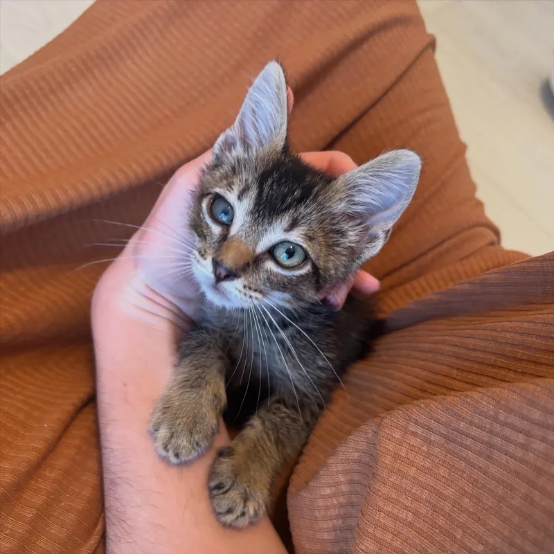 Gizmo thumbnail 2