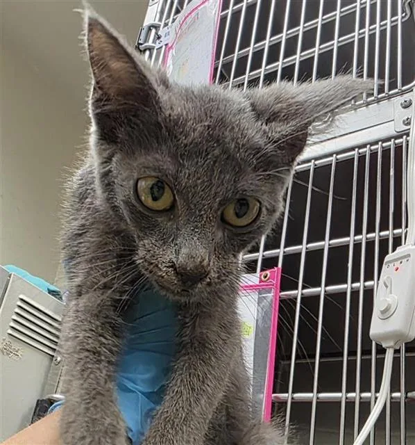 A baby small-sized female Domestic Short Hair cat named Nube for adoption in San Antonio, TX