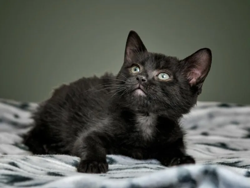 A baby small-sized female Domestic Short Hair cat named Nix for adoption in Santa Fe, NM
