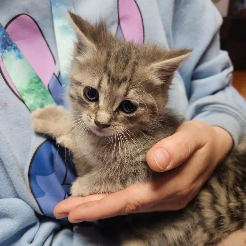 A baby small-sized female Domestic Short Hair cat named Dora for adoption in Ringtown, PA