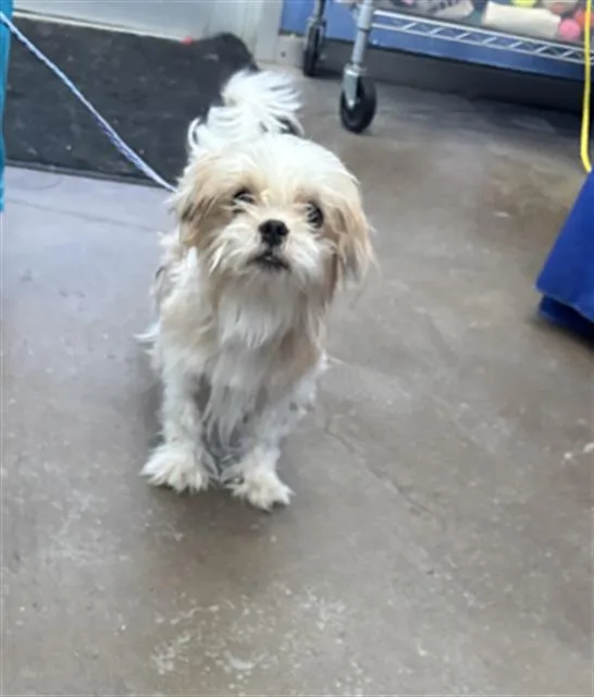 A young small-sized male Mixed Breed dog named Leroy for adoption in Dallas, TX