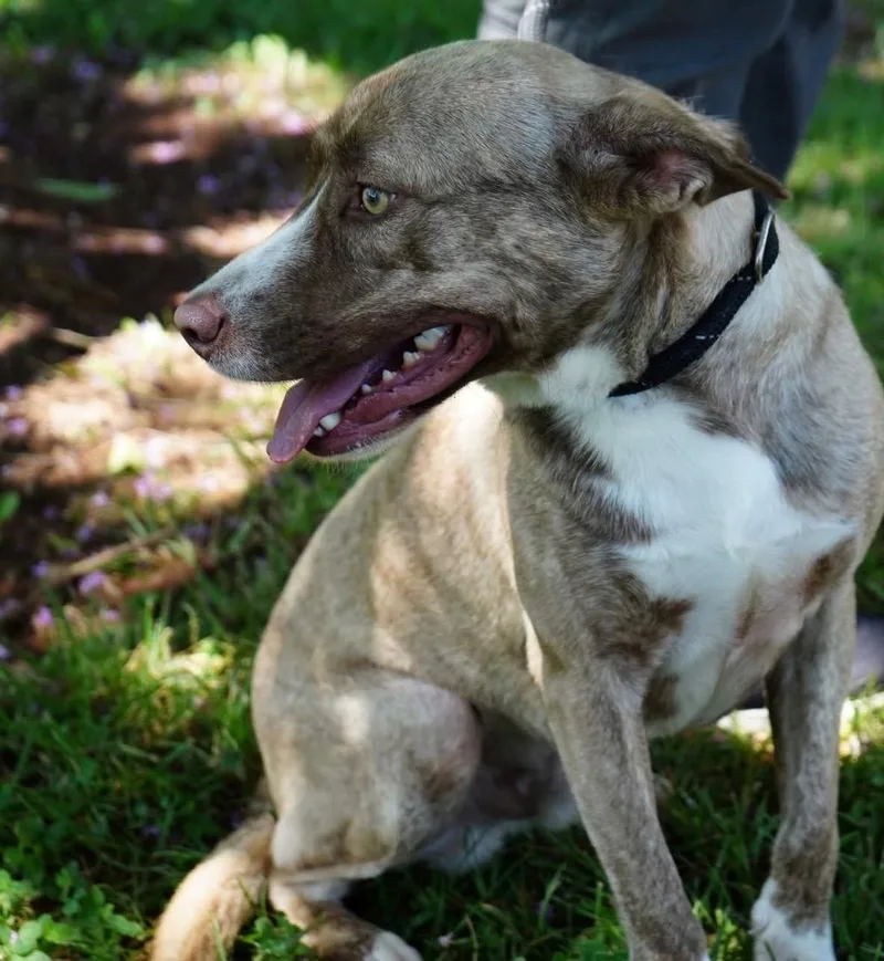 A young medium-sized male Sable Catahoula Leopard Dog dog named Milo Bear for adoption in Moyock, NC