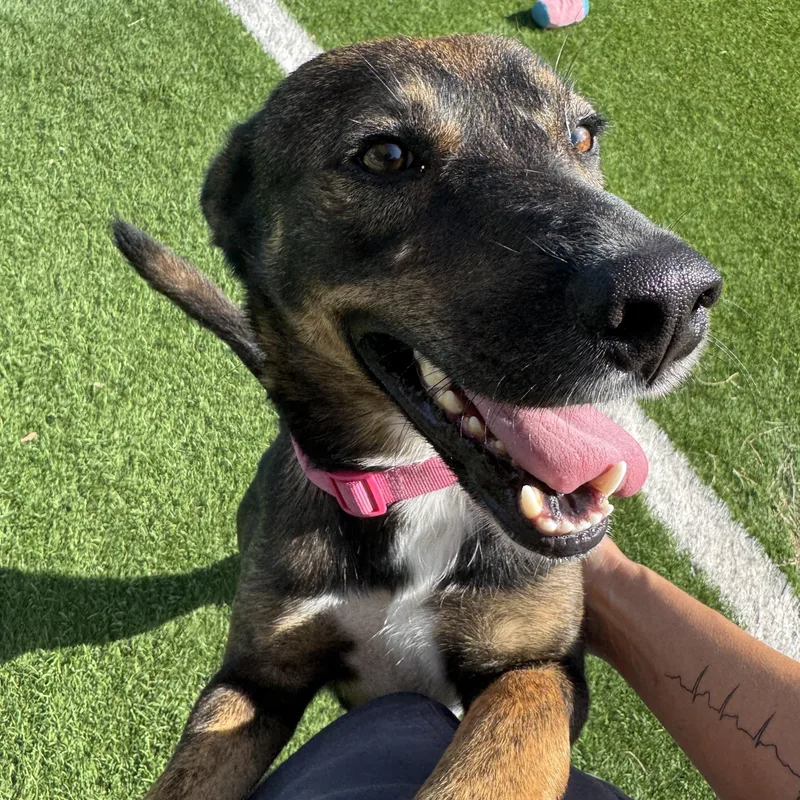 An adult medium-sized male Tricolor (Brown, Black, & White) Shepherd dog named Archie for adoption in Kenedy, TX