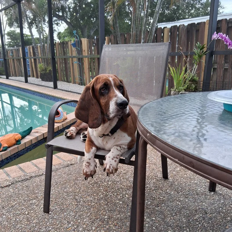 An adult medium-sized male Red / Chestnut / Orange Basset Hound dog named Loki for adoption in Port Saint Lucie, FL