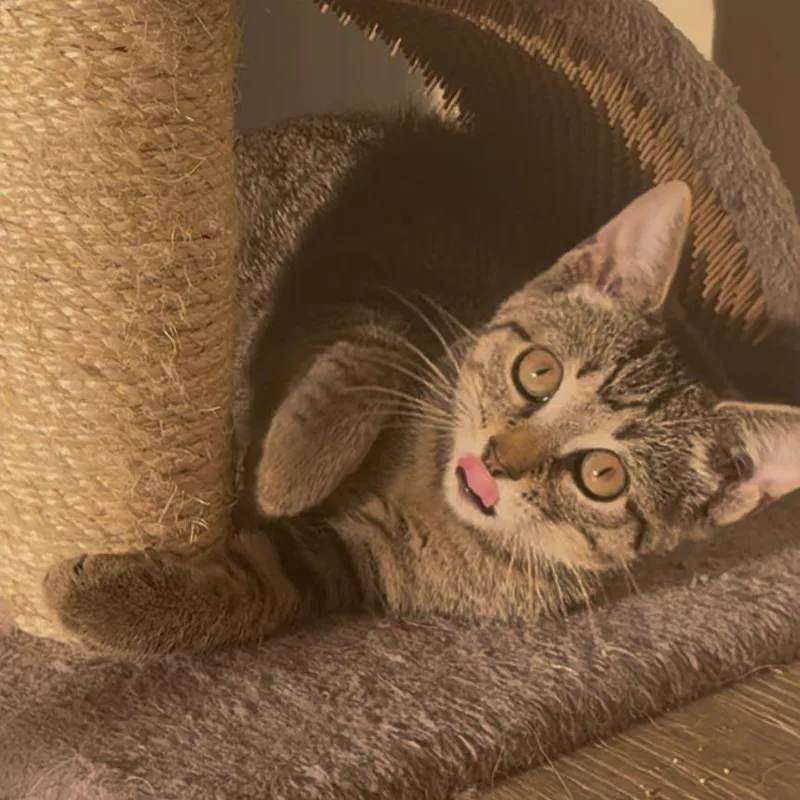 A baby small-sized female Brown / Chocolate Domestic Short Hair cat named Thyme for adoption in Durham, NC