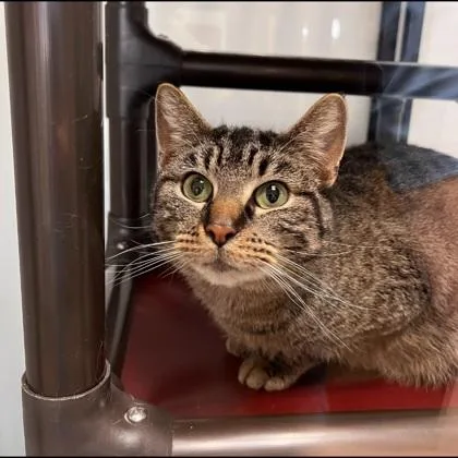 An adult medium-sized male Brown / Chocolate Domestic Short Hair cat named Cheetoh for adoption in Dubuque, IA