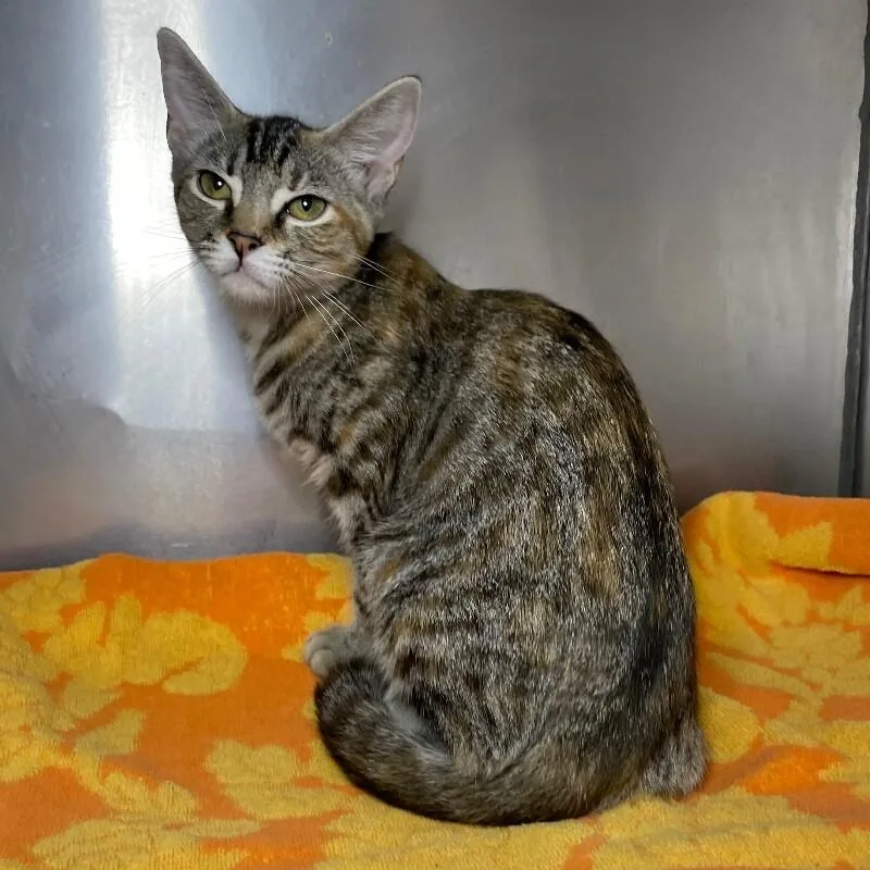 A young medium-sized female Domestic Short Hair cat named Carol for adoption in Roanoke, VA