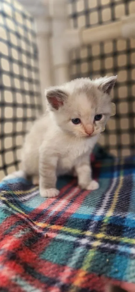 Cat thumbnail 3