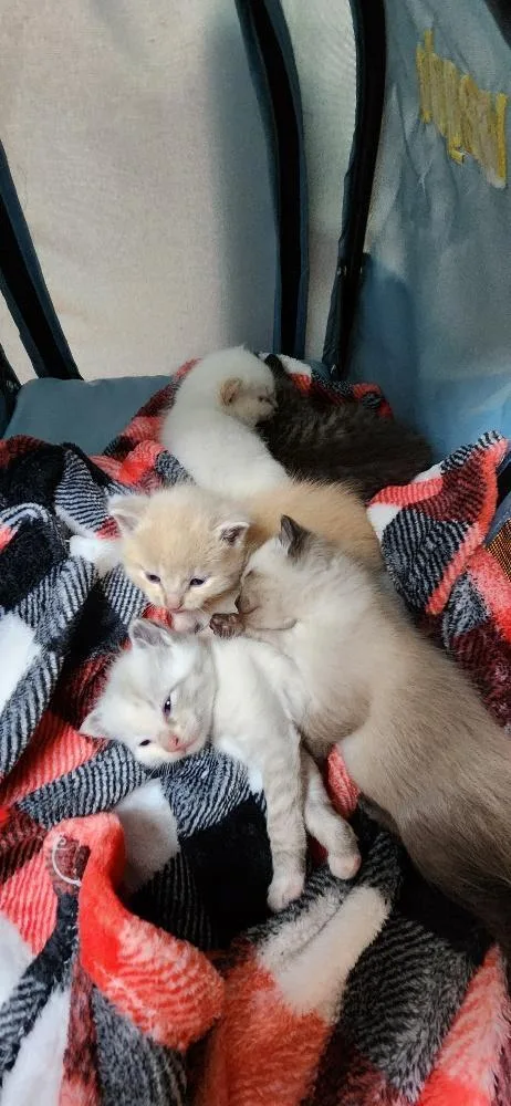 Cat thumbnail 4