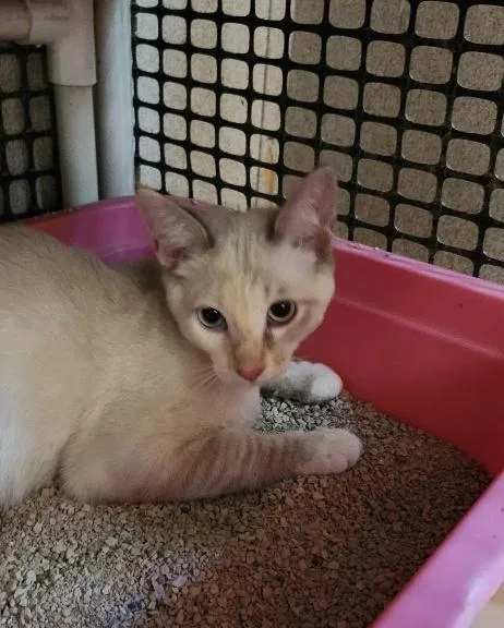 Cat thumbnail 5