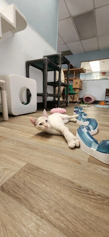 Cat thumbnail 6