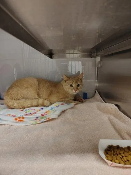 An adult medium-sized male Domestic Short Hair cat named Judge for adoption in Gastonia, NC